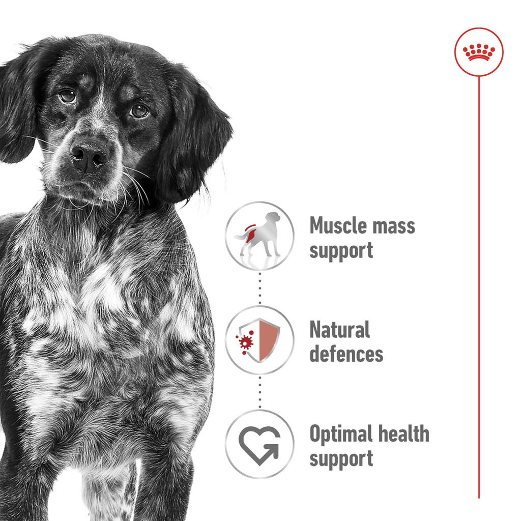 Royal Canin Size Health Nutrition Medium Adult 4 KG